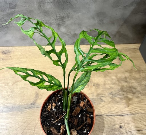 Zdjęcie oferty: Monstera Obliqua Peru. Kolekcjonerska