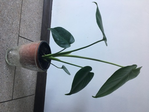 Zdjęcie oferty: Monstera deliciosa