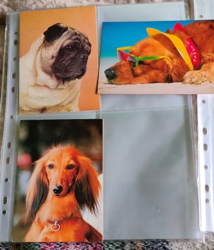 Zdjęcie oferty: pocztówki z psami 3 sztuki stare 