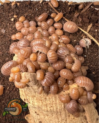 Zdjęcie oferty: Isopody Kulanki Armadillo officinalis brown/orange 10 sztuk