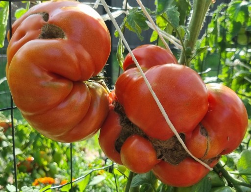 Zdjęcie oferty: Pomidor Brutus nasiona kolekcjonerskie 