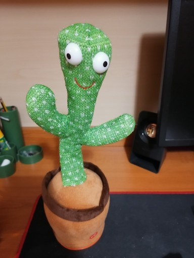 Zdjęcie oferty: Tańczący kaktus 