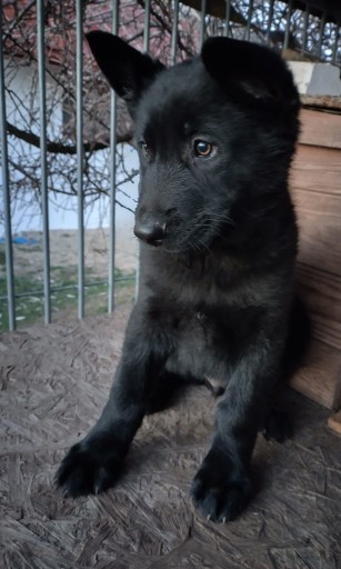 Zdjęcie oferty: Szczeniak, owczarek niemiecki użytkowy, krótkowłosy, cały czarny, ZHPR