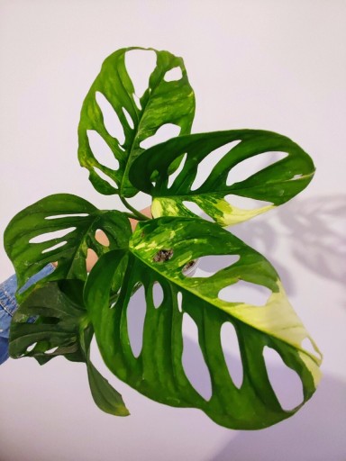 Zdjęcie oferty: Monstera adansonii aurea variegata duża 