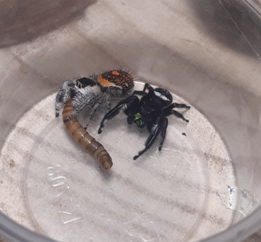 Zdjęcie oferty: Skakun królewski L4/ L5 phidippus regius SOROA x1