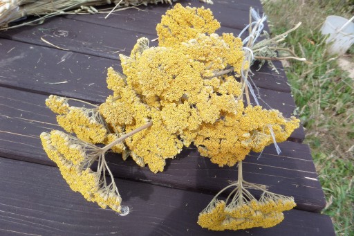 Zdjęcie oferty: Krwawnik żółty naturalny suszony  kwiaty bukiety 