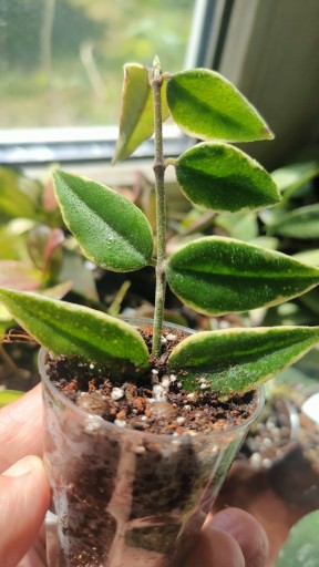Zdjęcie oferty: Hoya  Bella albomarginata ukorzeniona rosnąca 