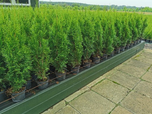 Zdjęcie oferty: Tuja szmaragd ok 80-100cm thuja smaragd tuje 