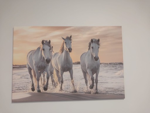 Zdjęcie oferty: Foto obraz-konie na plaży. 