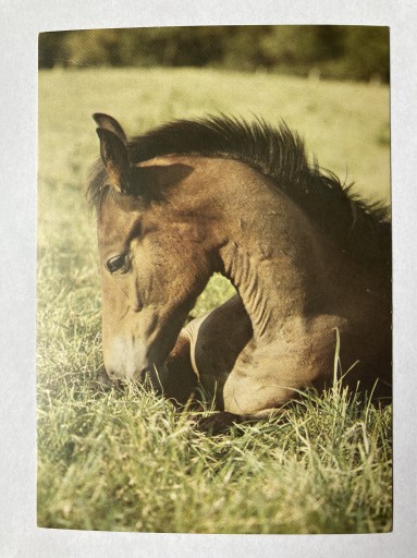 Zdjęcie oferty: Koń konie, Stadnina Koni Prudnik 