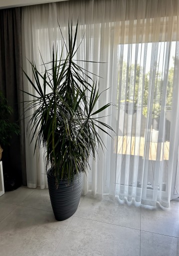 Zdjęcie oferty: Dracena duża, gęsta, strzelista