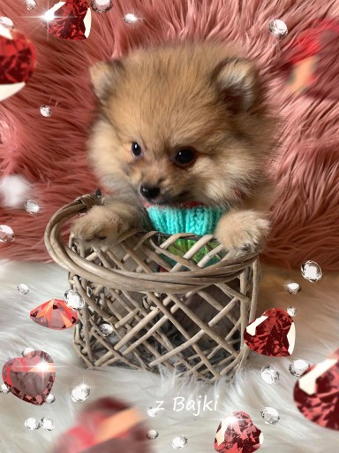 Zdjęcie oferty: Miś Pomeranian Szpic Miniaturowy Szczeniak 