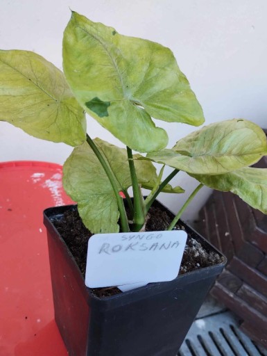 Zdjęcie oferty: Syngonium Roxanna samodzielna sadzonka