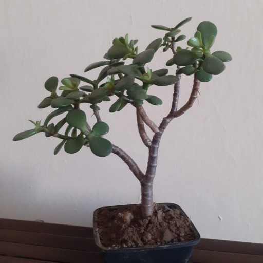 Zdjęcie oferty: bonsai grubosz minor