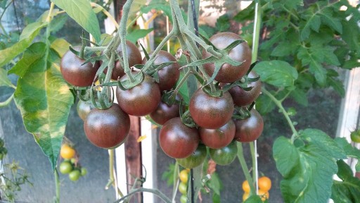 Zdjęcie oferty: Nasiona pomidora Black Cherry - Karma dla rybek