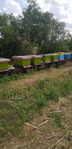 Zdjęcie oferty: Rolnictwo pszczoly