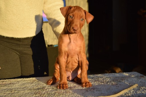 Zdjęcie oferty: SZCZENIĘTA Pies Faraona - Pharaoh Hound ZKwP