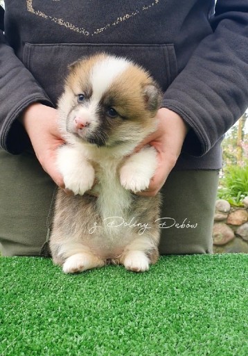 Zdjęcie oferty: Welsh Corgi Pembroke (FCI)  krótki ogonek