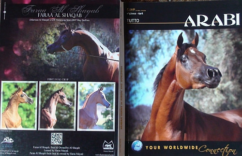Zdjęcie oferty: TUTTO ARABI 3/2012, POGANIN, koń, konie arabskie