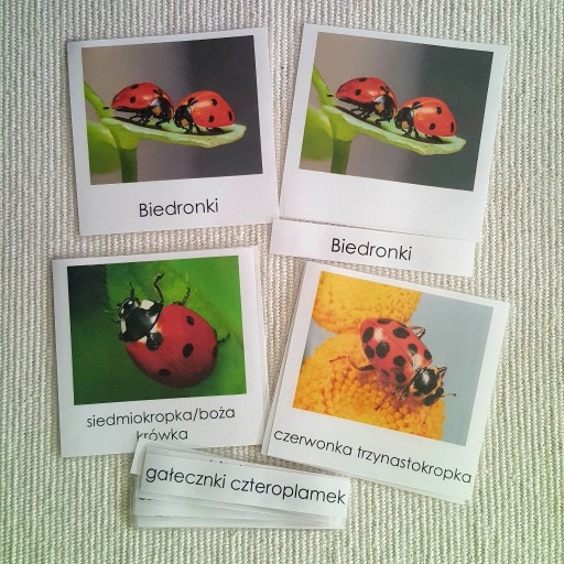Zdjęcie oferty: Biedronki karty trójdzielne Montessori