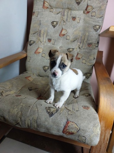 Zdjęcie oferty: Jack Russell Terrier piesek 