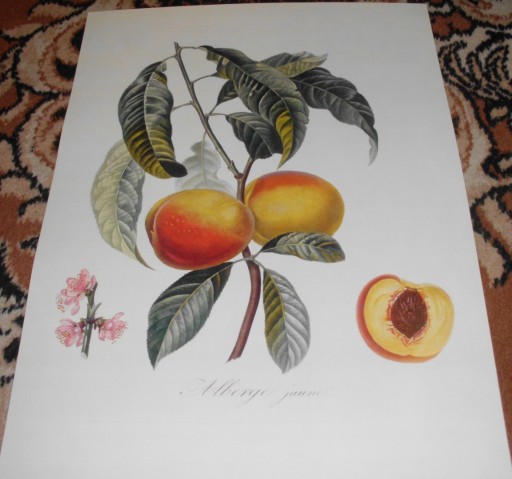 Zdjęcie oferty: Owoce   reprint XIX w. grafik do aranżacji wnętrza