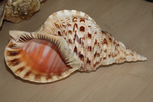 Zdjęcie oferty: Muszla morska Charonia tritonis 40cm XXL