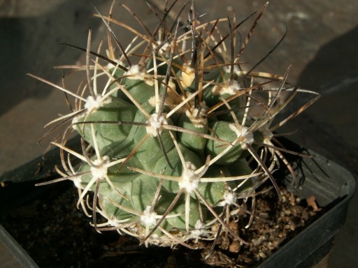 Zdjęcie oferty: Sclerocactus glaucus SB 1749 - 10 nasion