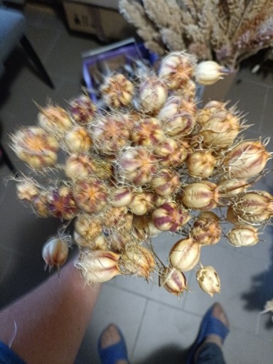 Zdjęcie oferty: Czarnuszka naturalna suszona  kwiaty bukiety 
