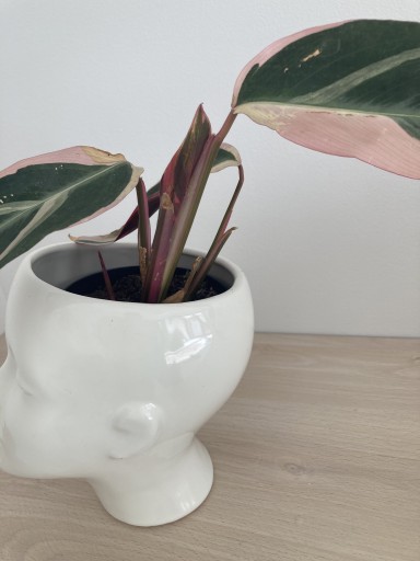 Zdjęcie oferty: Calathea Triostar