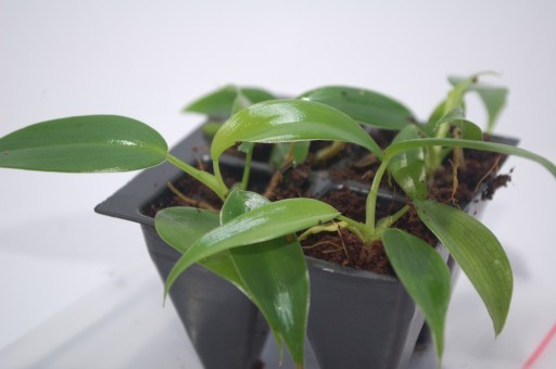 Zdjęcie oferty: Philodendron MICROSTICTUM 