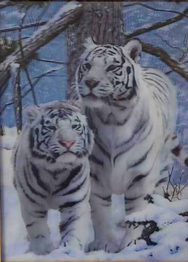 Zdjęcie oferty: Obraz 3D Dwa białe tygrysy 40x30