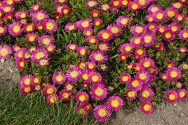 Zdjęcie oferty: Delosperma ( Słonecznica ) Hot Pink 