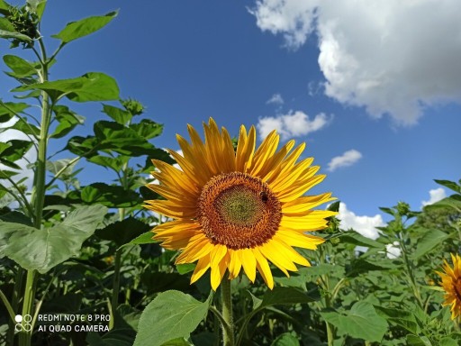 Zdjęcie oferty: Nasiona słonecznika na kwiaty