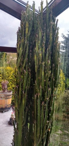 Zdjęcie oferty: Kaktus wys.2,20 m