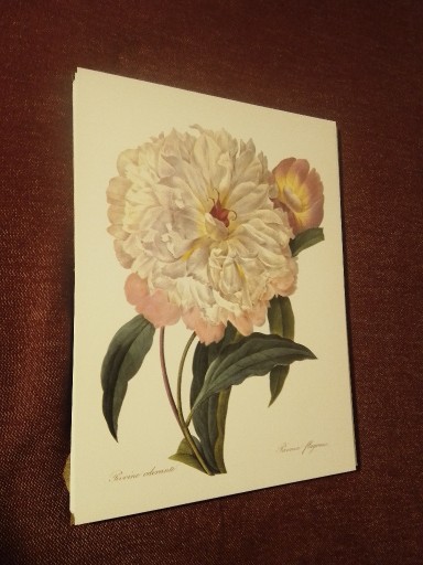 Zdjęcie oferty: Kwiaty  reprint XIX w. grafik do aranżacji wnętrza