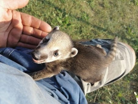 Zdjęcie oferty: Ostronosa Coatii