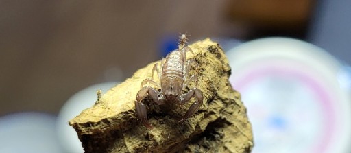 Zdjęcie oferty: Skorpion Liocheles australasiae L3