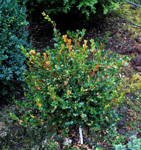 Zdjęcie oferty: Bukszpan drobnolistny 'Winter Gem' Buxus 096