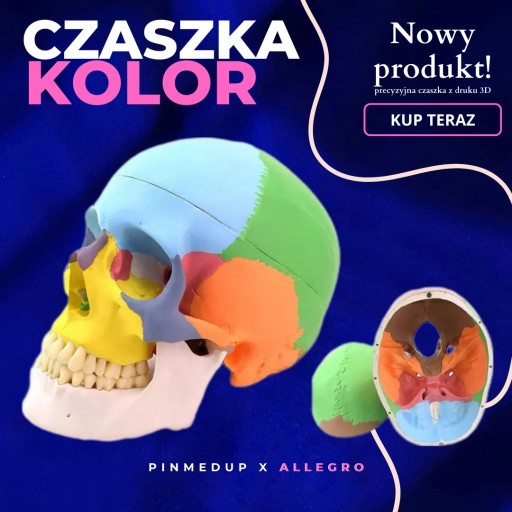 Zdjęcie oferty: Kolorowa czaszka anatomiczna pomoc osteologiczna