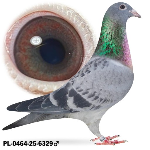 Zdjęcie oferty: Samiec po Oryg. A&W Drapa Mocny Inbred Pokerface 12x1 konk