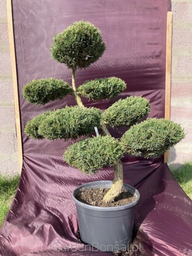 Zdjęcie oferty: Bonsai z Jałowca 'Mint Julep'-WYGIĘTY -110cm