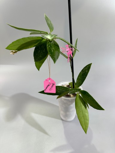 Zdjęcie oferty: Hoya gracilis (memoria)
