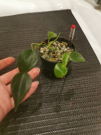 Zdjęcie oferty: Philodendron Scandens 