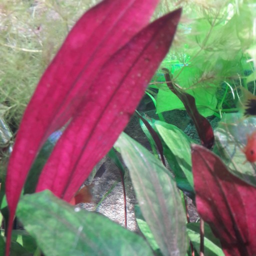 Zdjęcie oferty: Cryptocoryne cordata siamensis oliwkowa