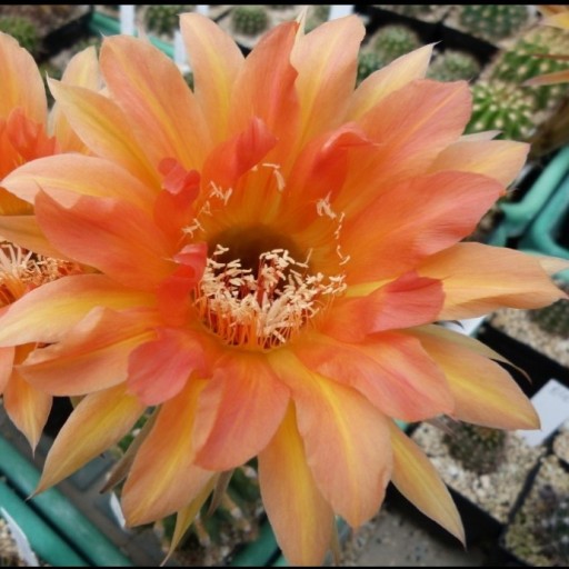 Zdjęcie oferty: kaktus Echinopsis hybryd Wessner 4a-2006