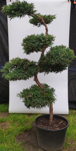 Zdjęcie oferty: Bonsai Niwaki Jałowiec Blue Carpet,