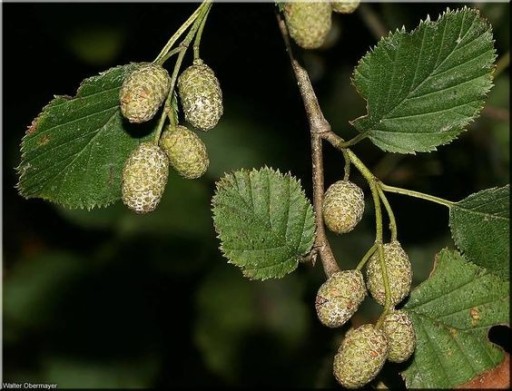 Zdjęcie oferty: Olsza Czarna (Alnus Glutinosa ) 50/80cm