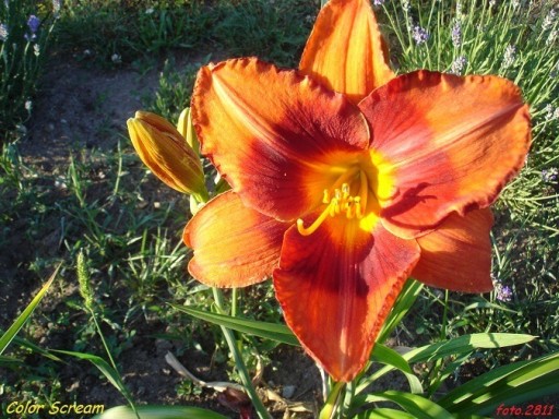 Zdjęcie oferty: Hemerocallis / Liliowiec: Color Scream