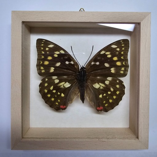 Zdjęcie oferty: Motyl w gablotce Sasakia Charonda